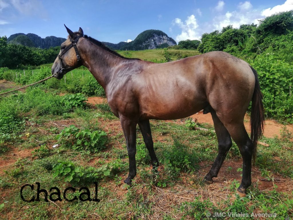 JMC-Vinales-aventura-Chevaux-Chacal