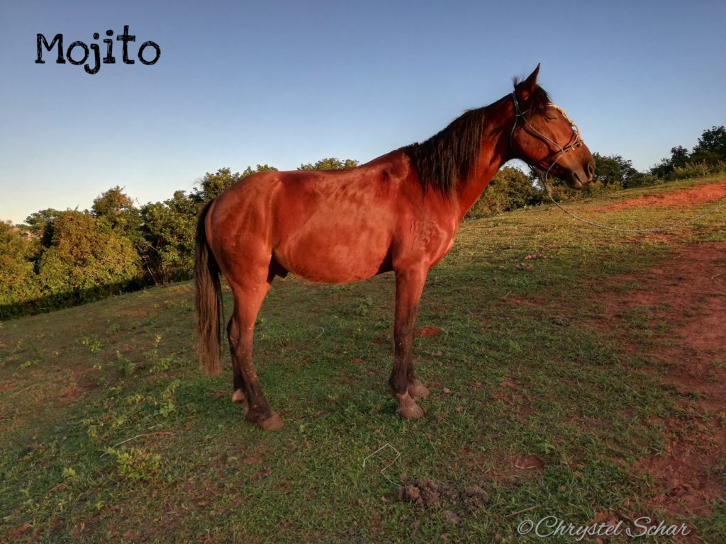 JMC-Vinales-aventura-Chevaux-Mojito