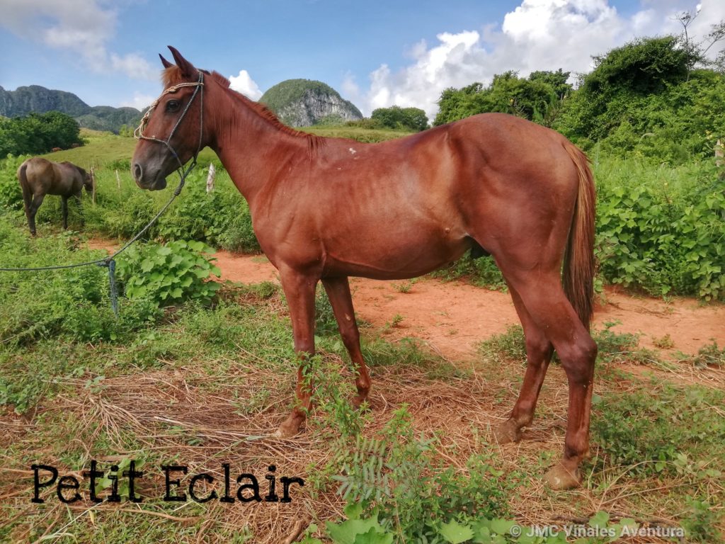 JMC-Vinales-aventura-Chevaux-Petit-Eclair
