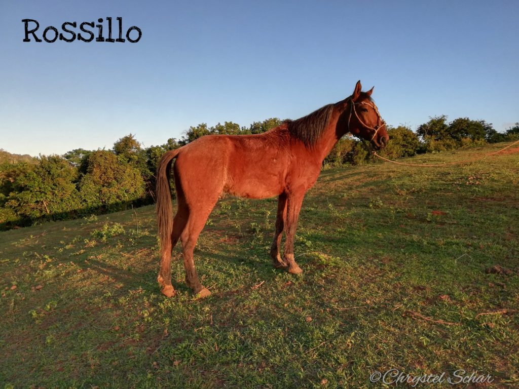 JMC-Vinales-aventura-Chevaux-Rossillo