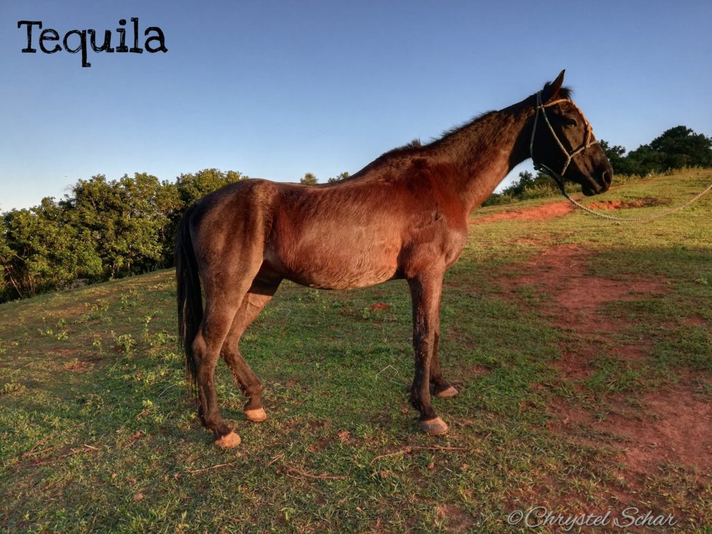 JMC-Vinales-aventura-Chevaux-Tequila